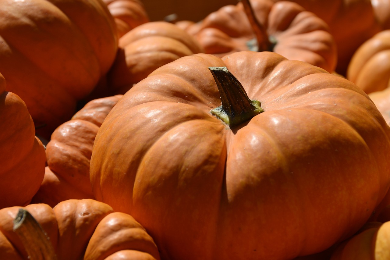 How to Grow a Pumpkin Patch for Halloween